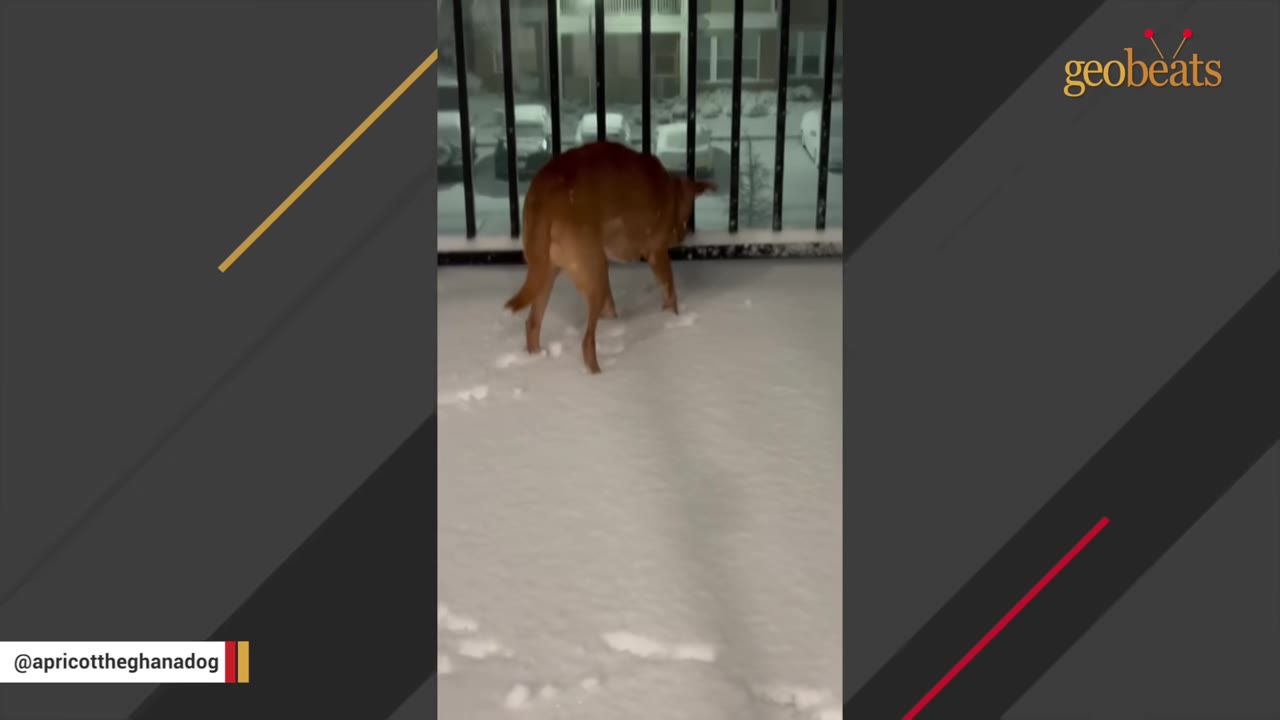 A brown dog stands on a snow-covered balcony, looking out through the metal railing at a snowy street.