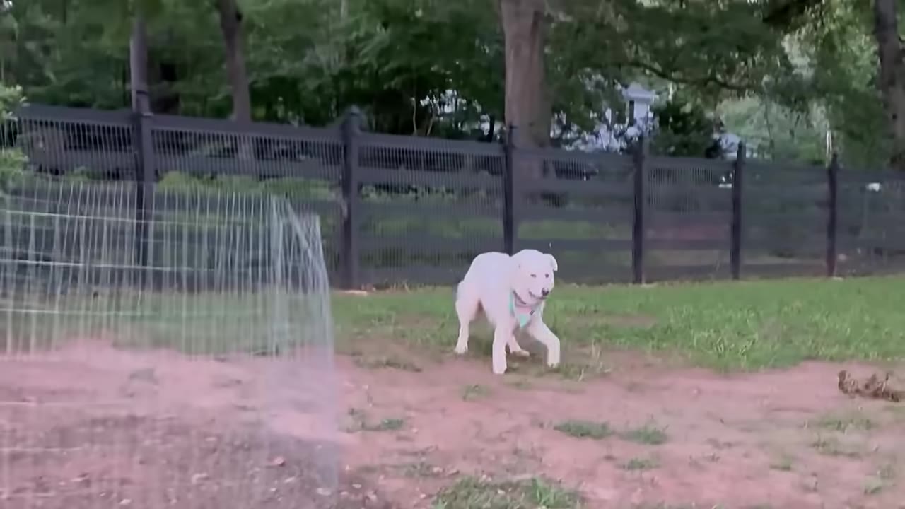 A white dog wearing a light blue collar runs playfully across a grassy yard with a black fence in the background.