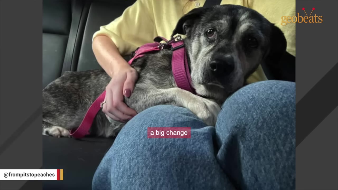 A gray and black dog wearing a pink harness rests its head on a person's lap in the back seat of a car while being held gently.