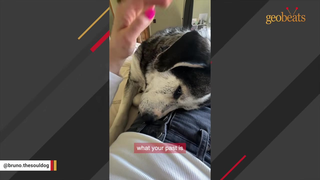 A close-up shot of a black and white dog resting its head on a person's lap while being gently petted.