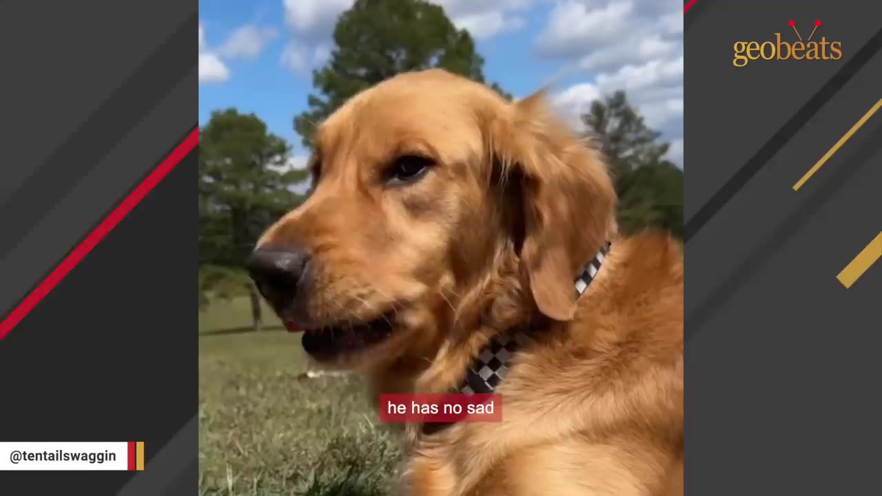 A close-up profile of a golden retriever dog looking contentedly to the side outdoors against a backdrop of green trees and a blue sky.