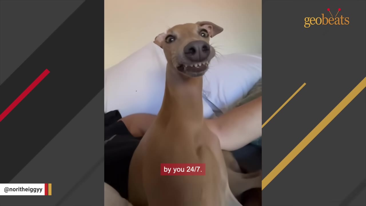 A close-up shot of a light brown Italian Greyhound showing its teeth in a funny expression while lying on a bed.