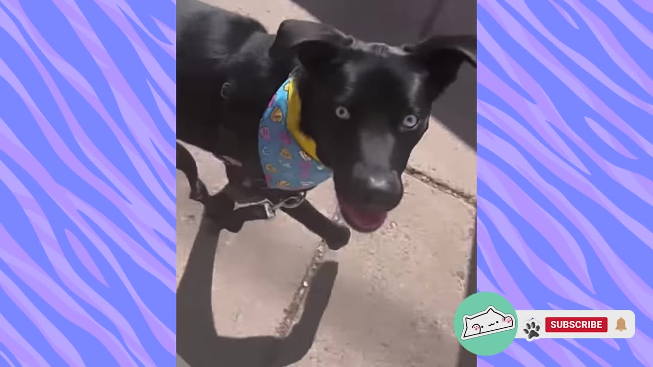 A black dog with bright blue eyes and a blue bandana looks up happily at the camera while walking outside.