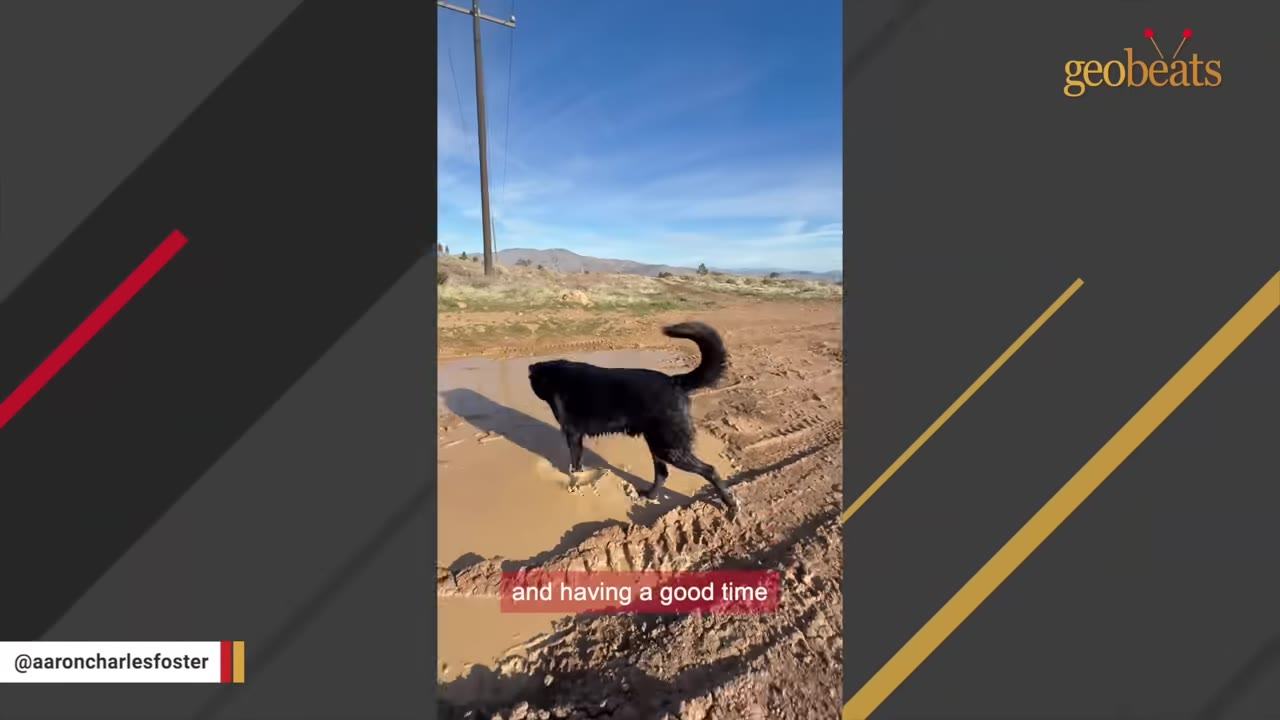 A black dog happily splashes through a muddy puddle on a dirt path under a blue sky.