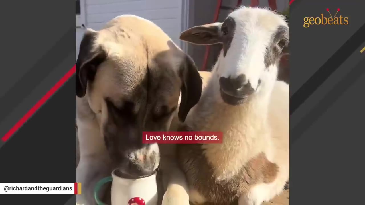 A large tan and black guardian dog and a white sheep with brown markings sit close together, with the dog sniffing a mug.