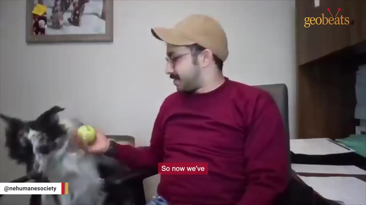 A man wearing a red long-sleeve shirt and a tan baseball cap holds a green apple as a black and white dog jumps up next to his chair.