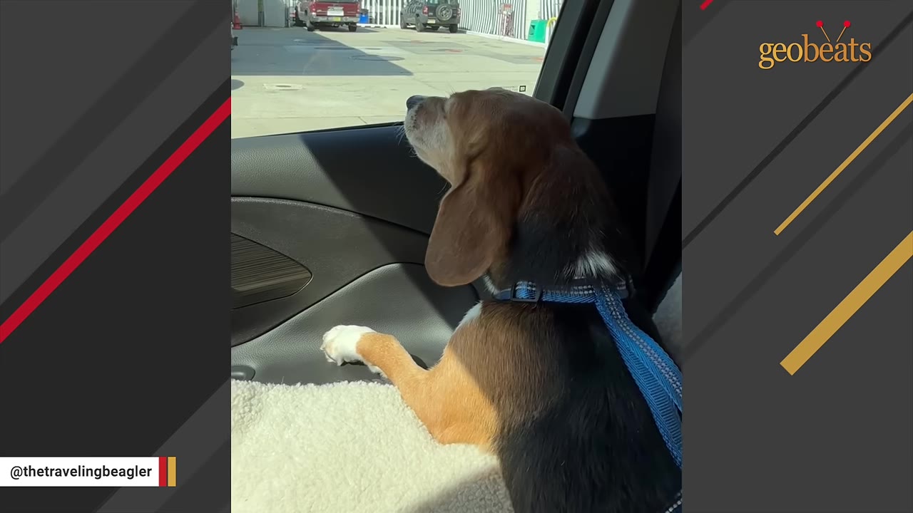 A tricolor beagle wearing a blue harness sits in the passenger seat of a car, looking out the open window.