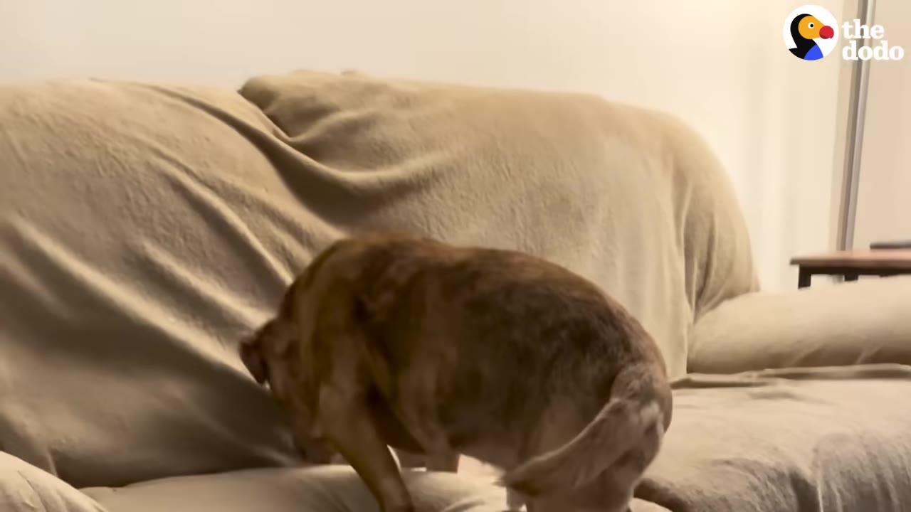 A brown dog climbing onto a beige fabric couch.