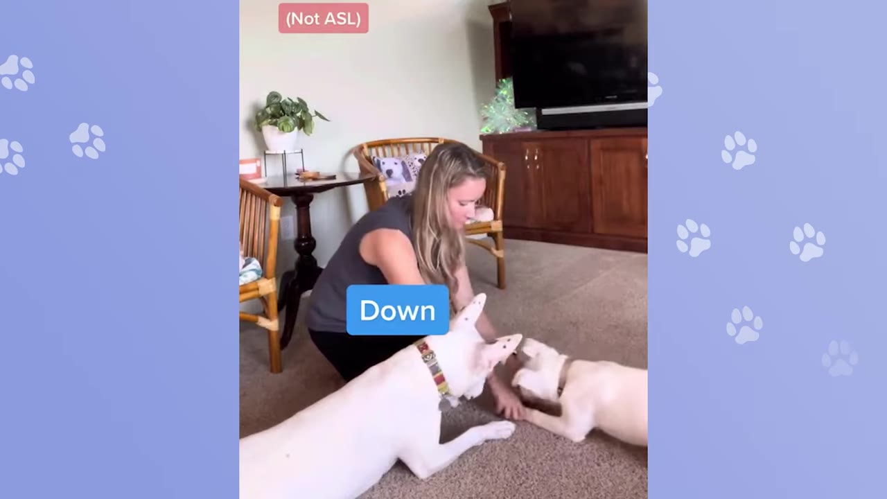 A woman kneeling on a carpeted floor, training a white dog and a smaller white puppy to lie down.