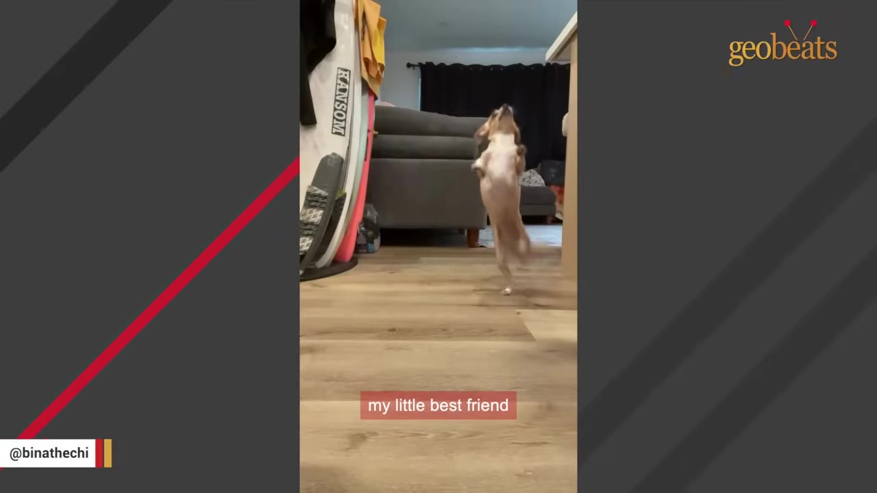 A small tan and white chihuahua stands on its hind legs on a wooden floor, looking upwards.