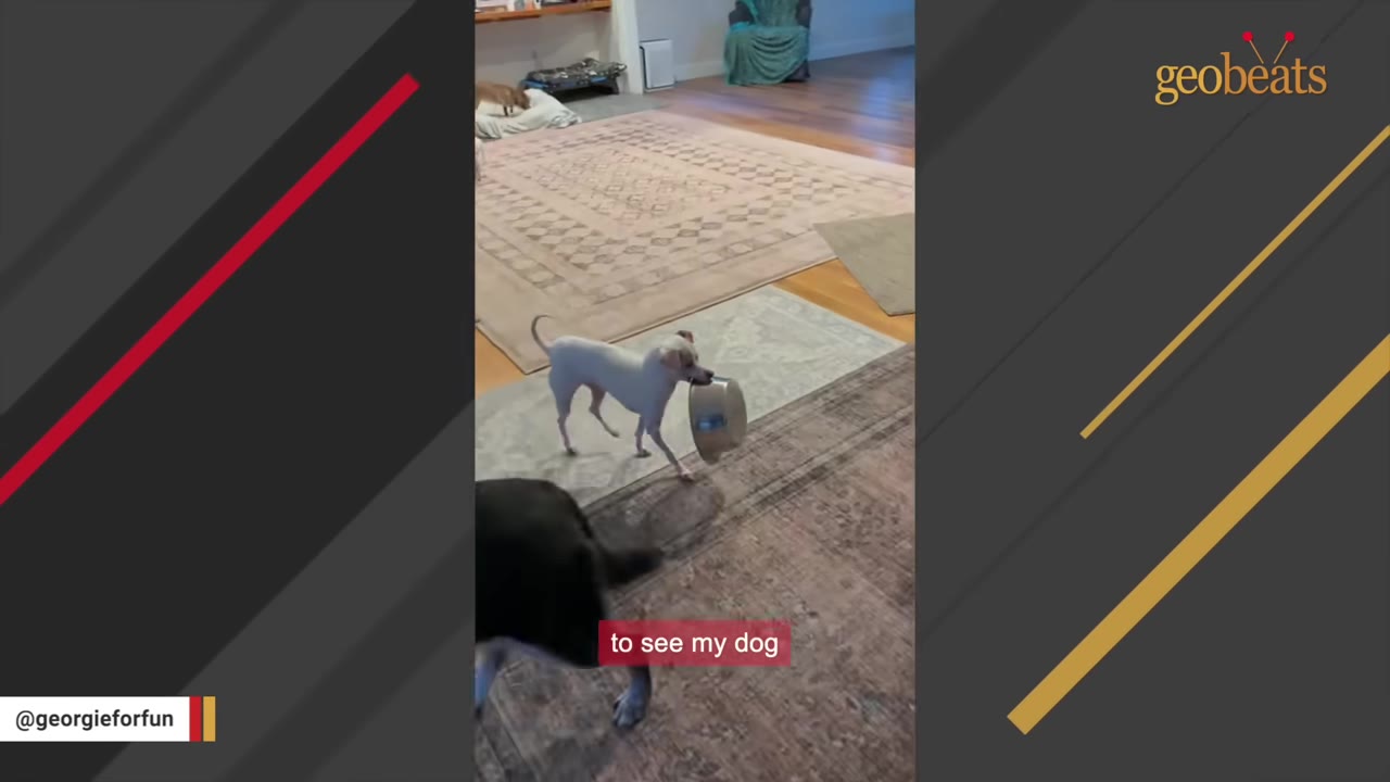A small white dog walks across a rug while carrying a metal dog bowl in its mouth.