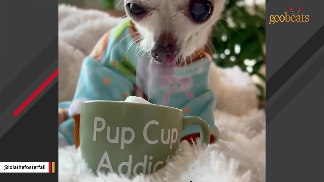 A small tan chihuahua wearing blue pajamas with cartoon bunnies licks whipped cream from a green mug that reads 'Pup Cup Addict'.
