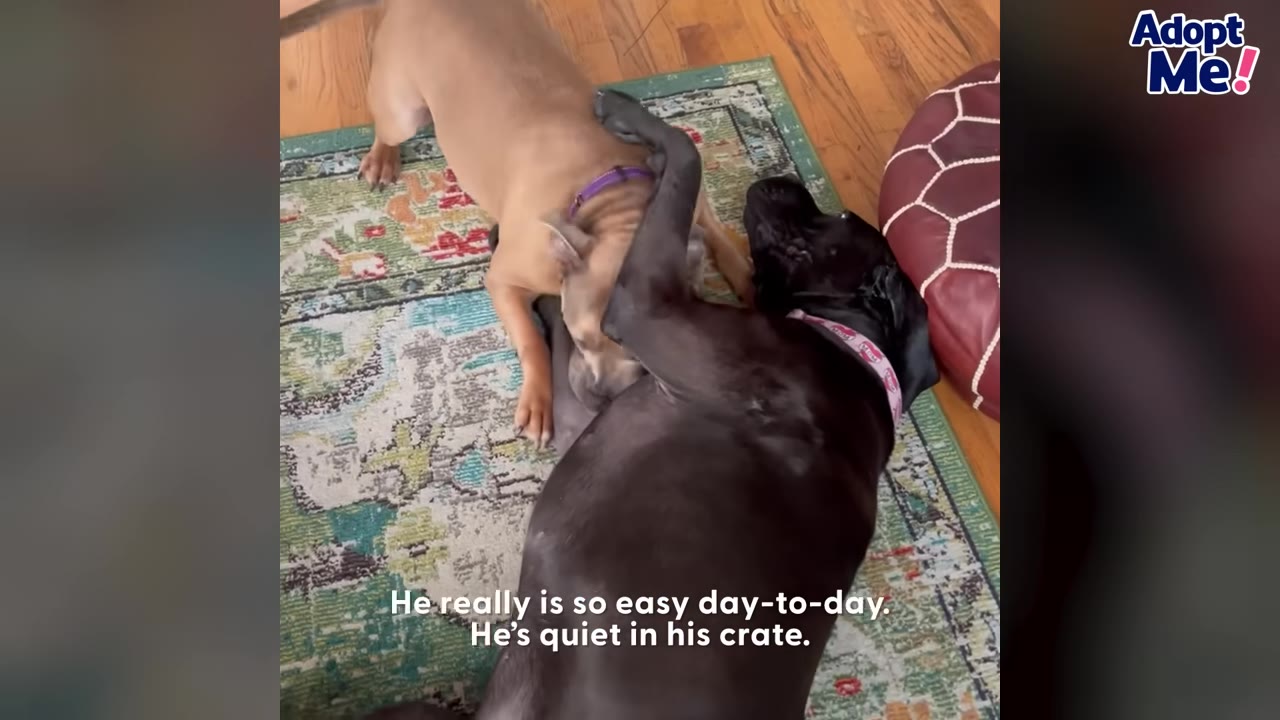 A tan dog with a purple collar and a black dog with a pink collar play together on a patterned rug.