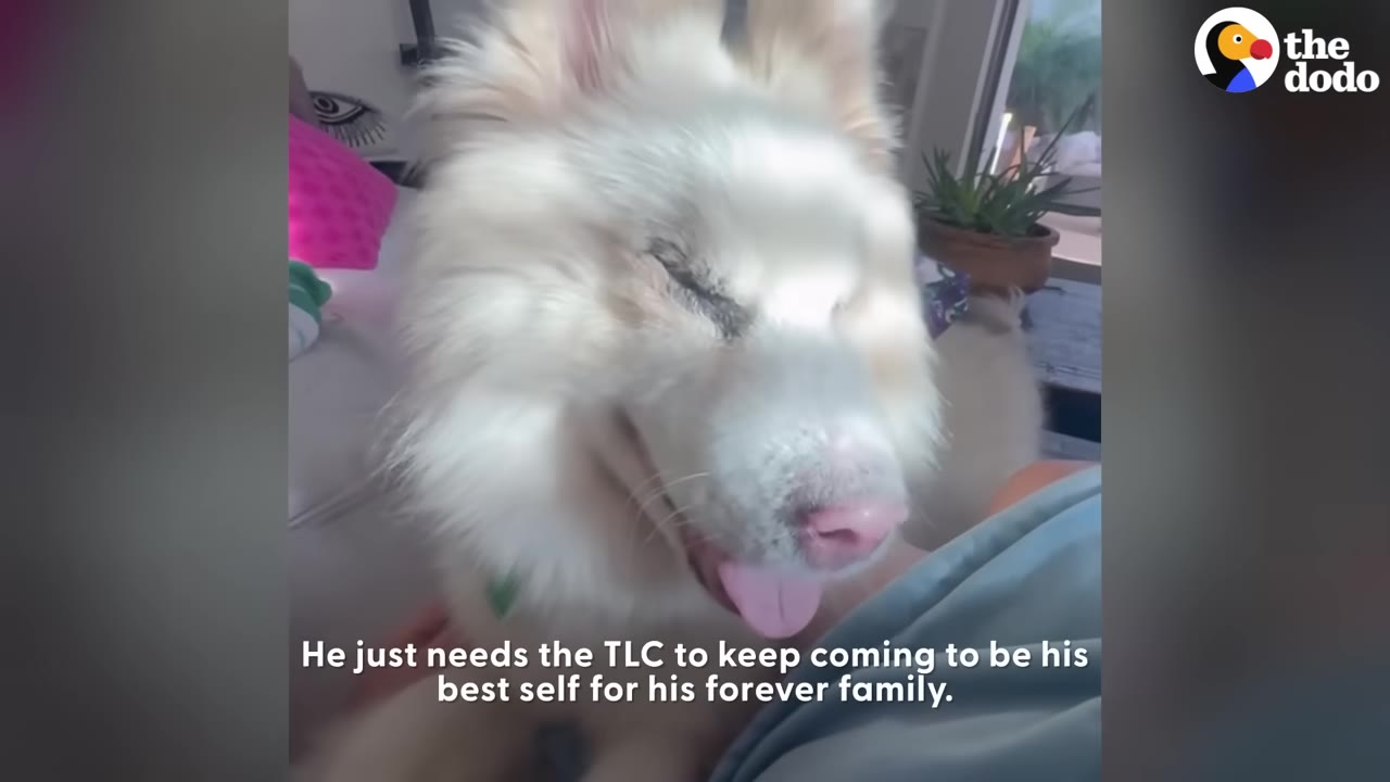A fluffy white and tan dog with a pink nose smiles happily with his tongue out while resting on someone's lap.