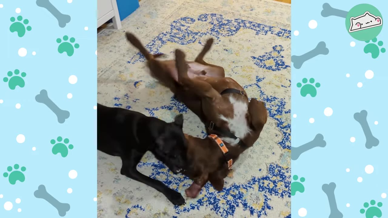 A black dog and a brown dog with a white chest play together on a blue and white patterned rug, with the brown dog rolling on its back.