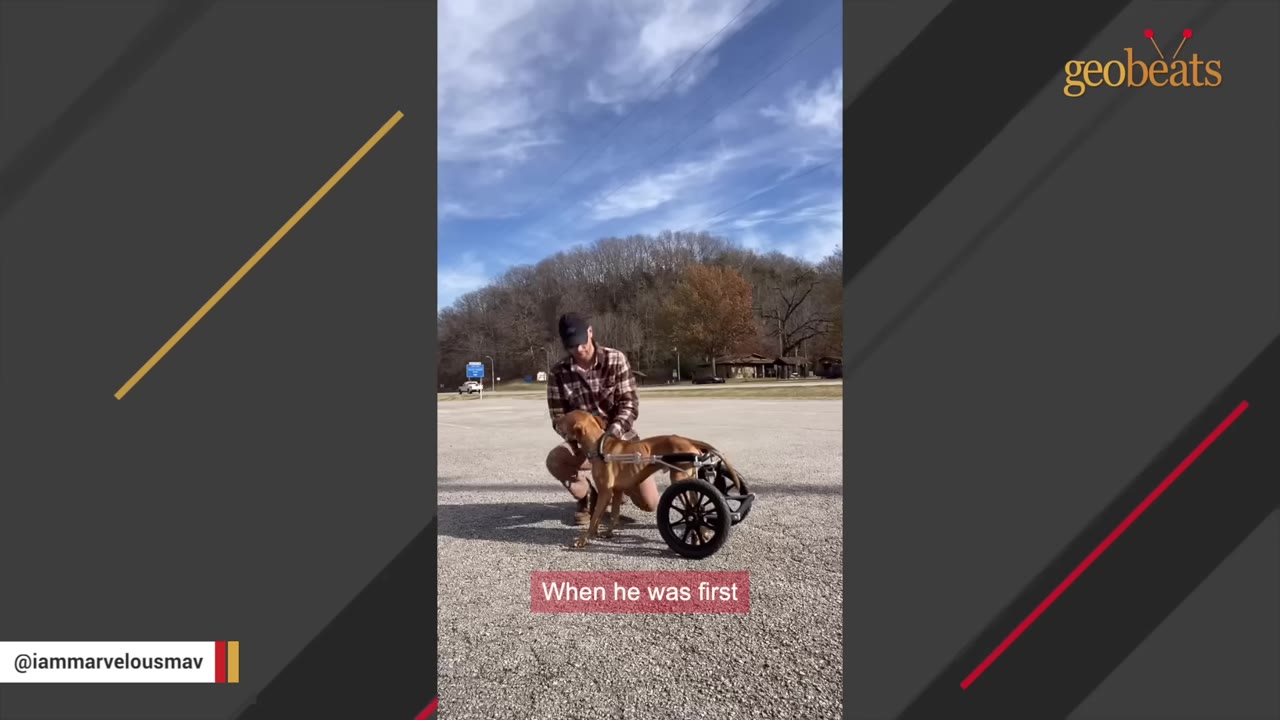 A man in a plaid shirt and cap kneels on an asphalt lot, adjusting a two-wheeled mobility cart onto a brown dog.
