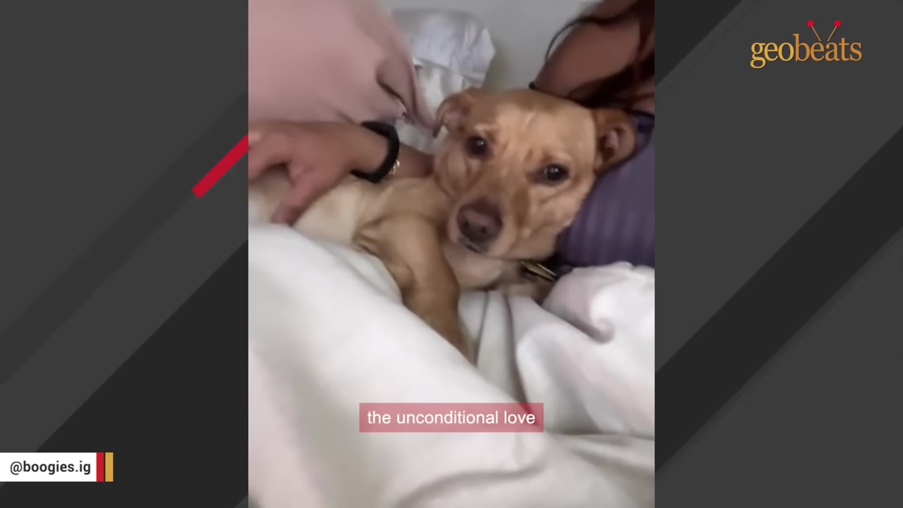 A small brown dog lies in bed next to a person who is gently petting its side.