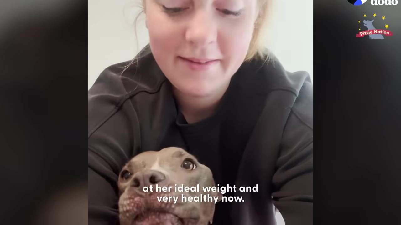 A close-up of a brown and white pit bull dog being held by a woman wearing a black sweatshirt, with text on screen reading 'at her ideal weight and very healthy now.'