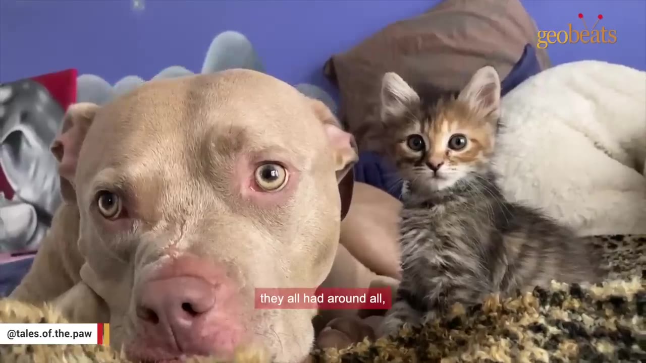 A close-up shot of a large, light-brown dog lying down next to a small, fluffy tabby kitten, both looking directly at the camera.