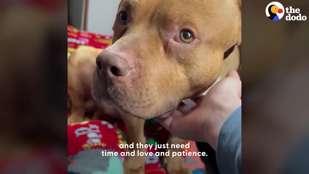 A close-up of a light brown pit bull-type dog looking up with soft, wide eyes as a person's hand gently cradles his chin.