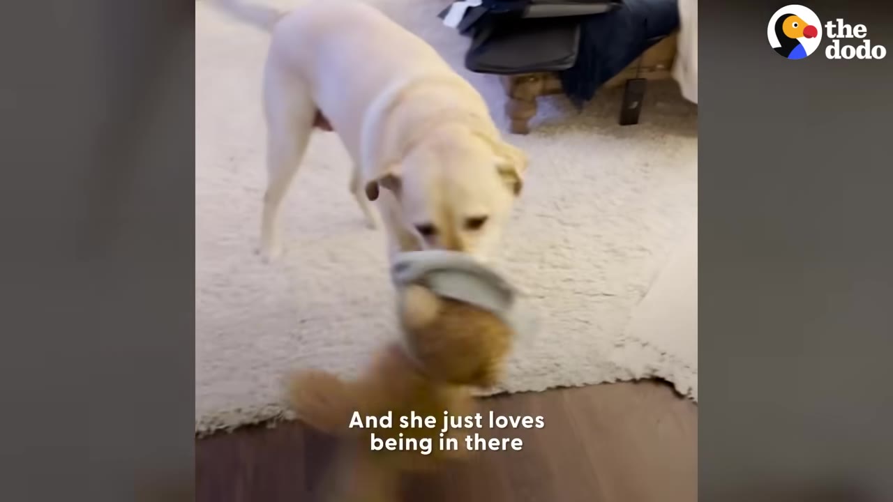 A yellow Labrador retriever standing on a white rug inside a house, holding a plush toy in its mouth.