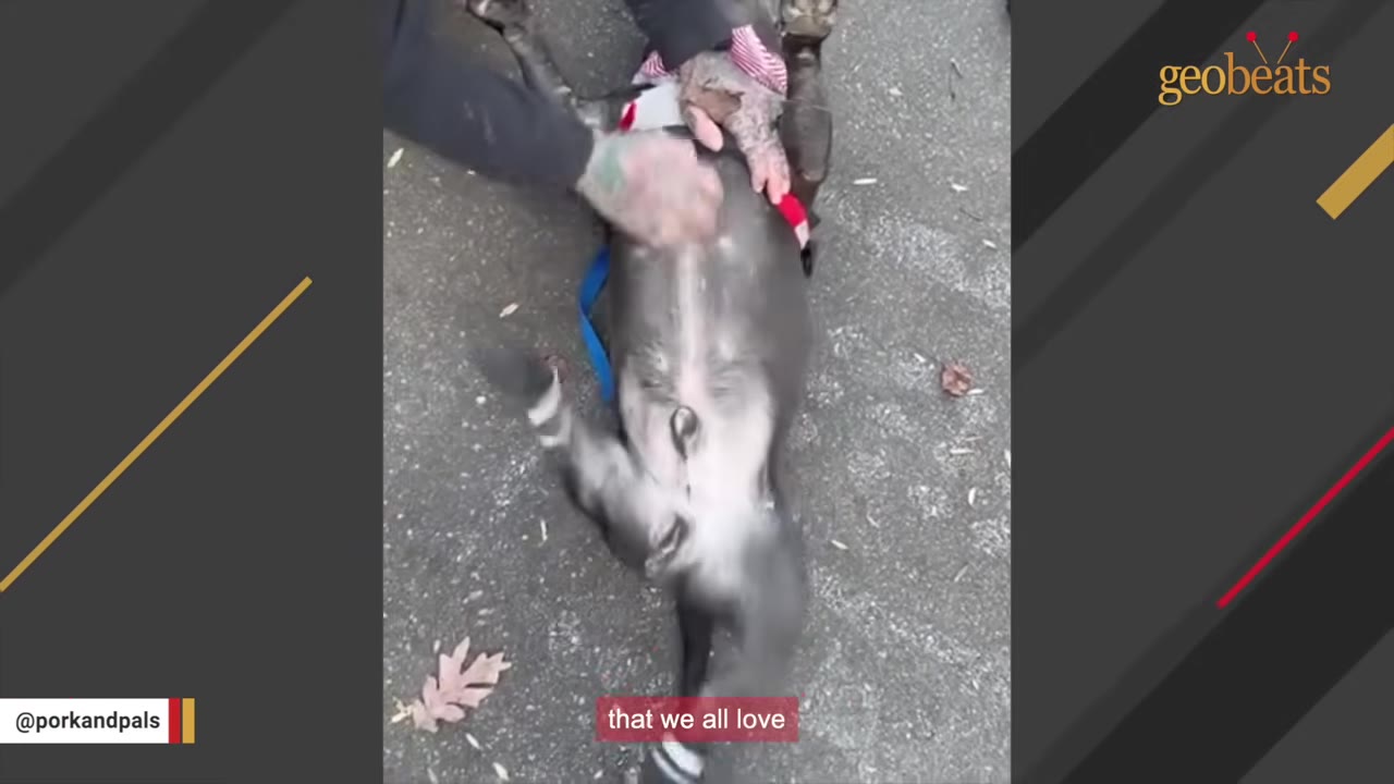 A gray pit bull lies on its back on a paved path, wearing a harness and leash, while a person's hand rubs its belly.