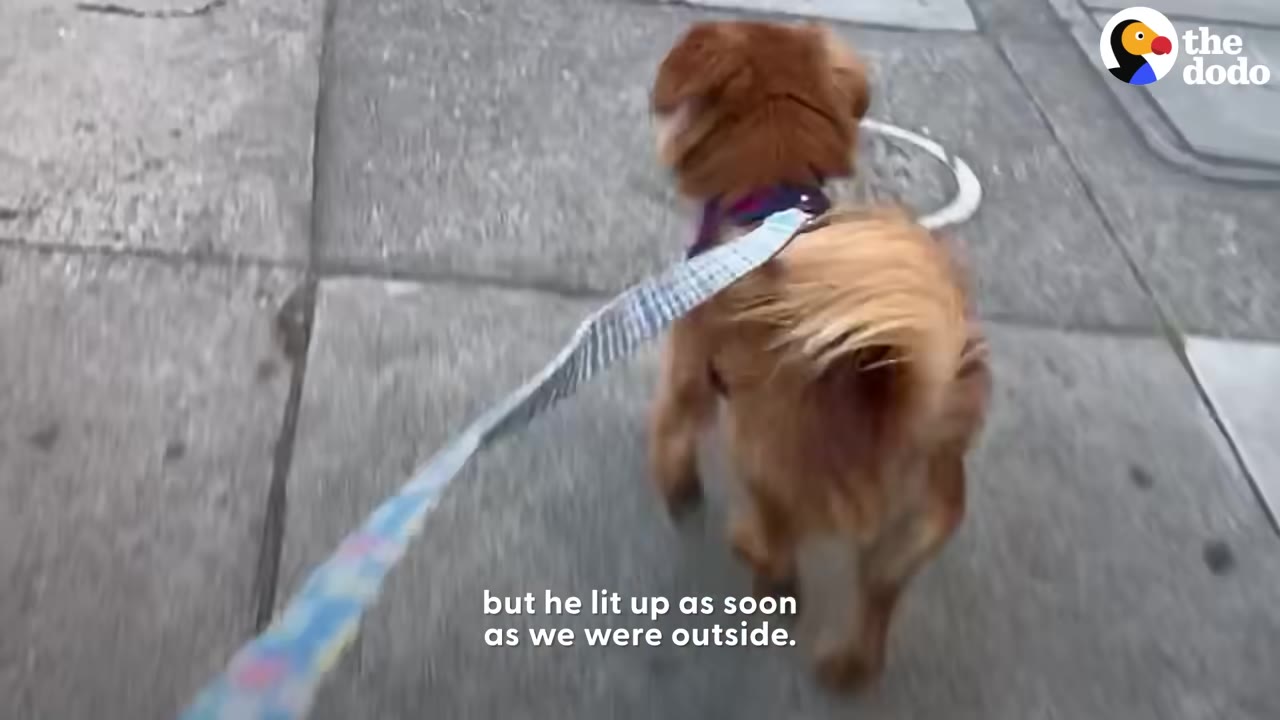 A small brown dog on a leash walking on a concrete city sidewalk, seen from behind.