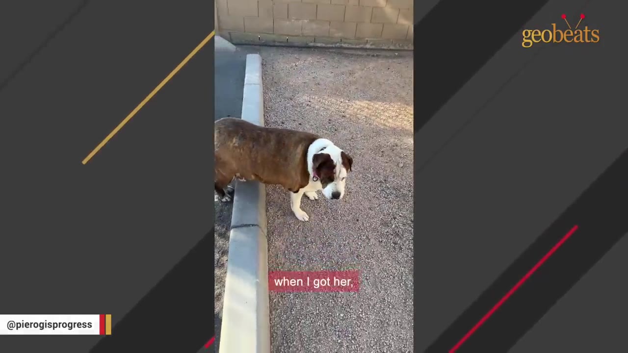 An overweight brown and white bulldog carefully steps over a concrete parking curb onto a gravel surface.