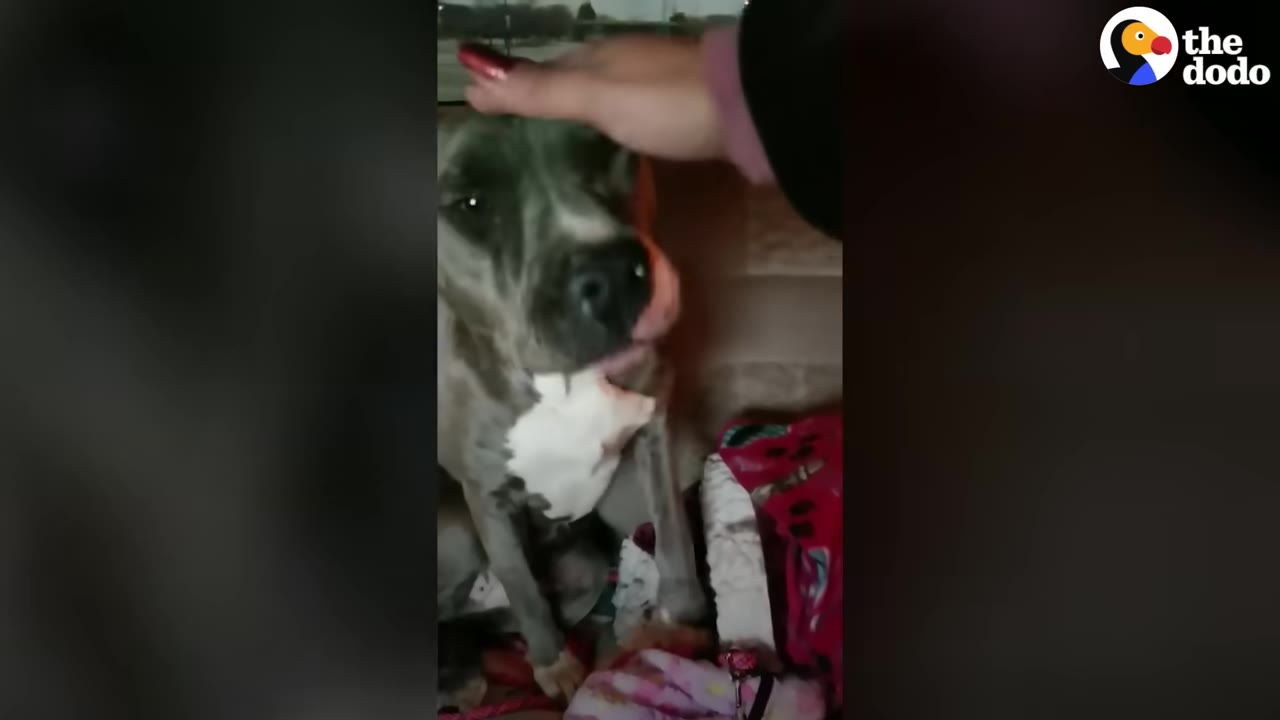 A hand gently pets a gray and white dog sitting in the back of a car surrounded by blankets.