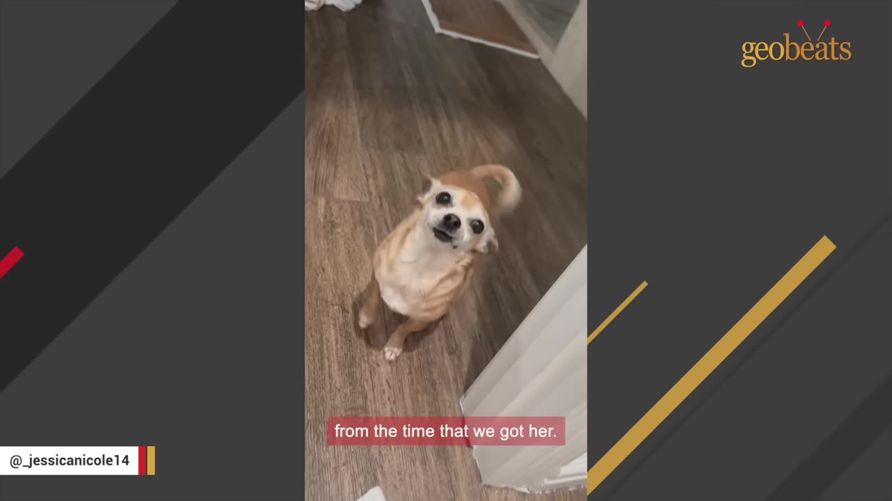 A small tan Chihuahua stands on a wooden floor, looking up with a happy expression and wagging its tail.