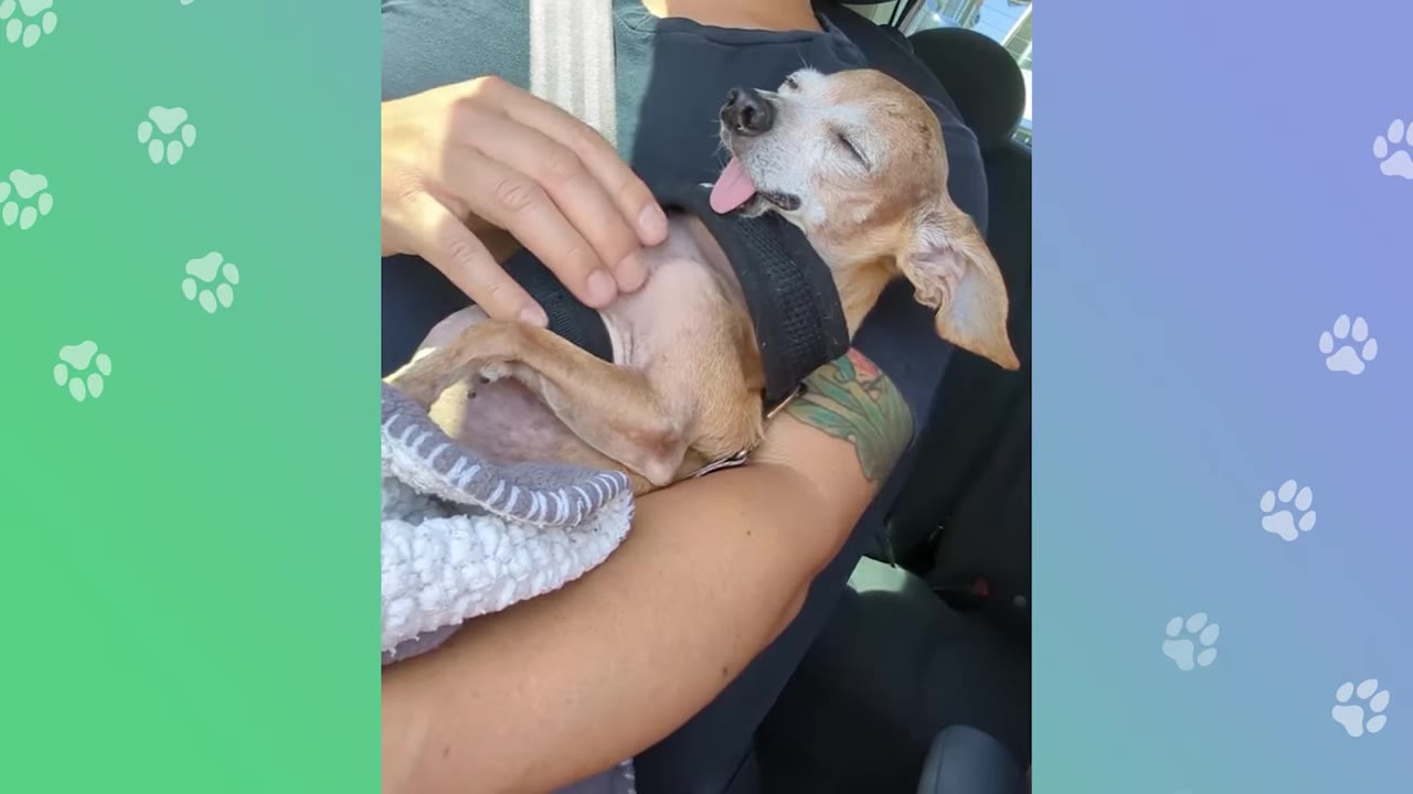 A small, senior brown dog with its tongue sticking out sleeps peacefully while being cradled in a person's arms in a car.