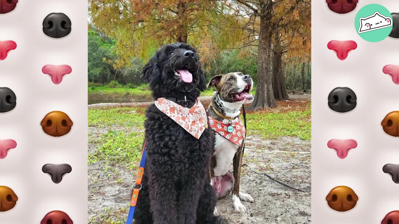 A fluffy black dog and a brindle and white dog sitting side-by-side outdoors wearing matching patterned bandanas, looking up happily.