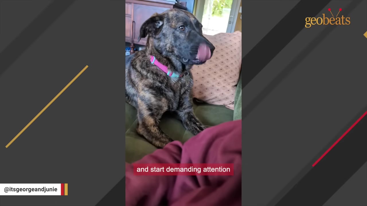 A brindle dog with a pink collar sits on a green couch, licking its nose.