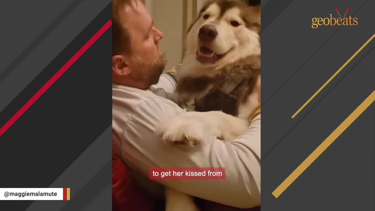 A happy Alaskan Malamute dog with a joyful expression is held in the arms of a man, showing a close bond.