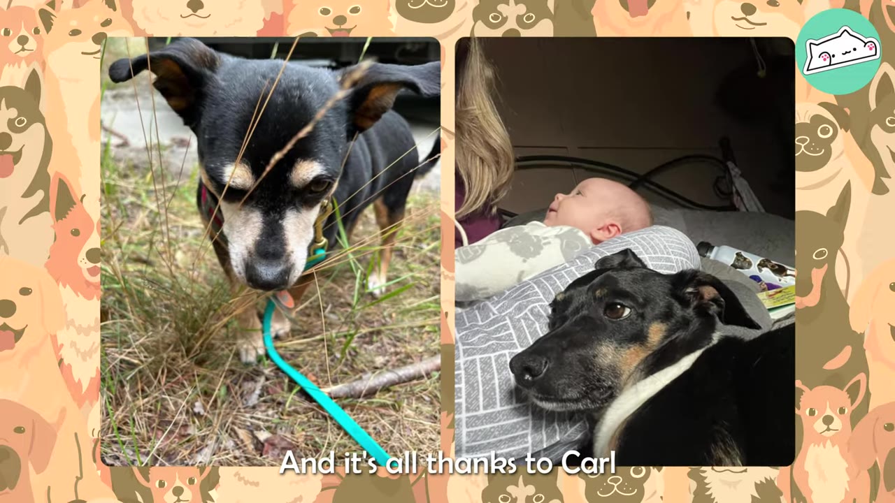 A split-screen image showing a small black and tan dog on a leash on the left, and the same dog lying next to a baby on the right, with the text 'And it's all thanks to Carl' at the bottom.