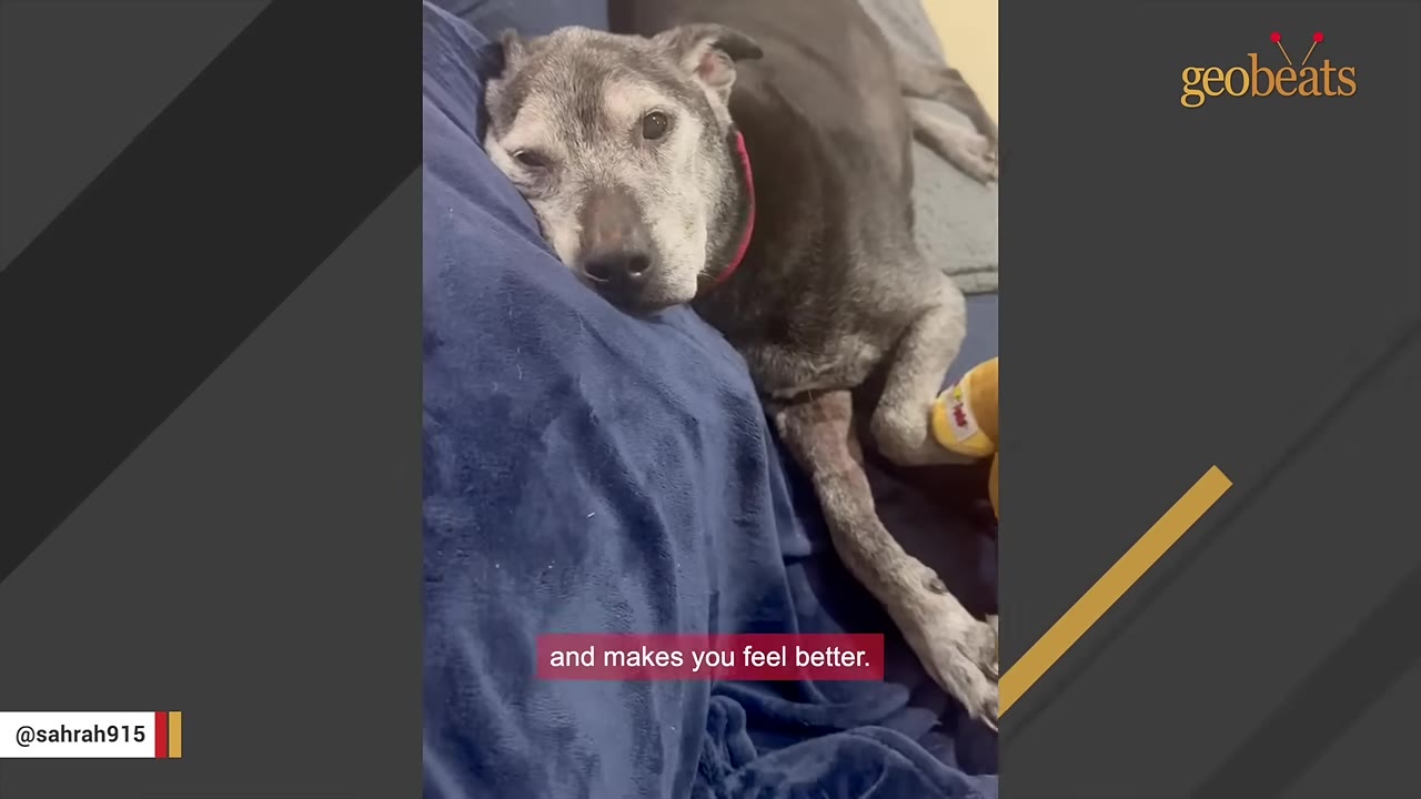 A close-up of a senior dog with a grey muzzle resting its head on a soft blue blanket.
