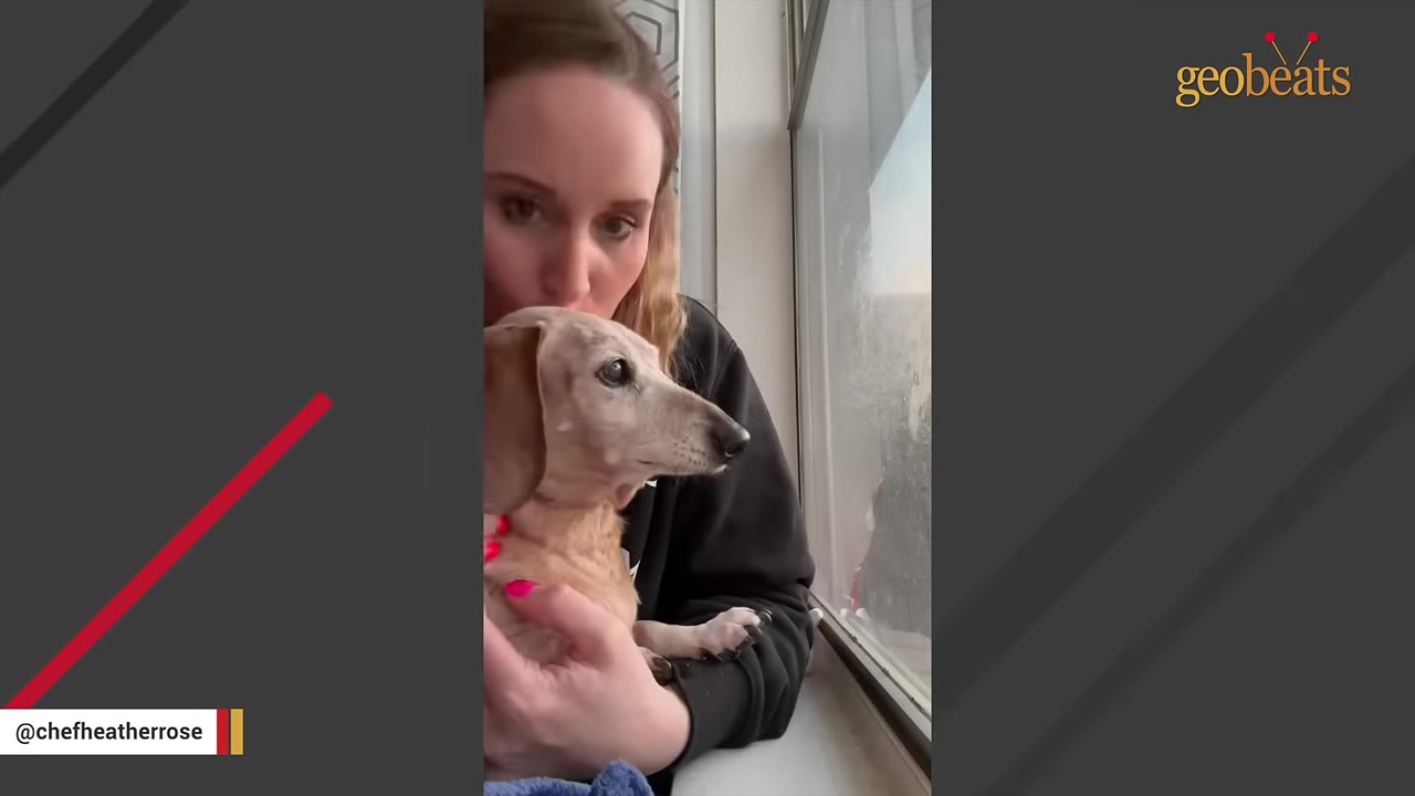 A woman holds a small dachshund close to her chest and kisses the top of his head as they look out a window.