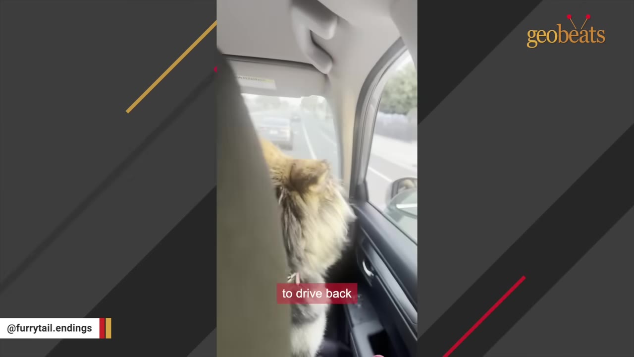A fluffy dog sits in the passenger seat of a car, looking forward through the windshield while driving on a road.