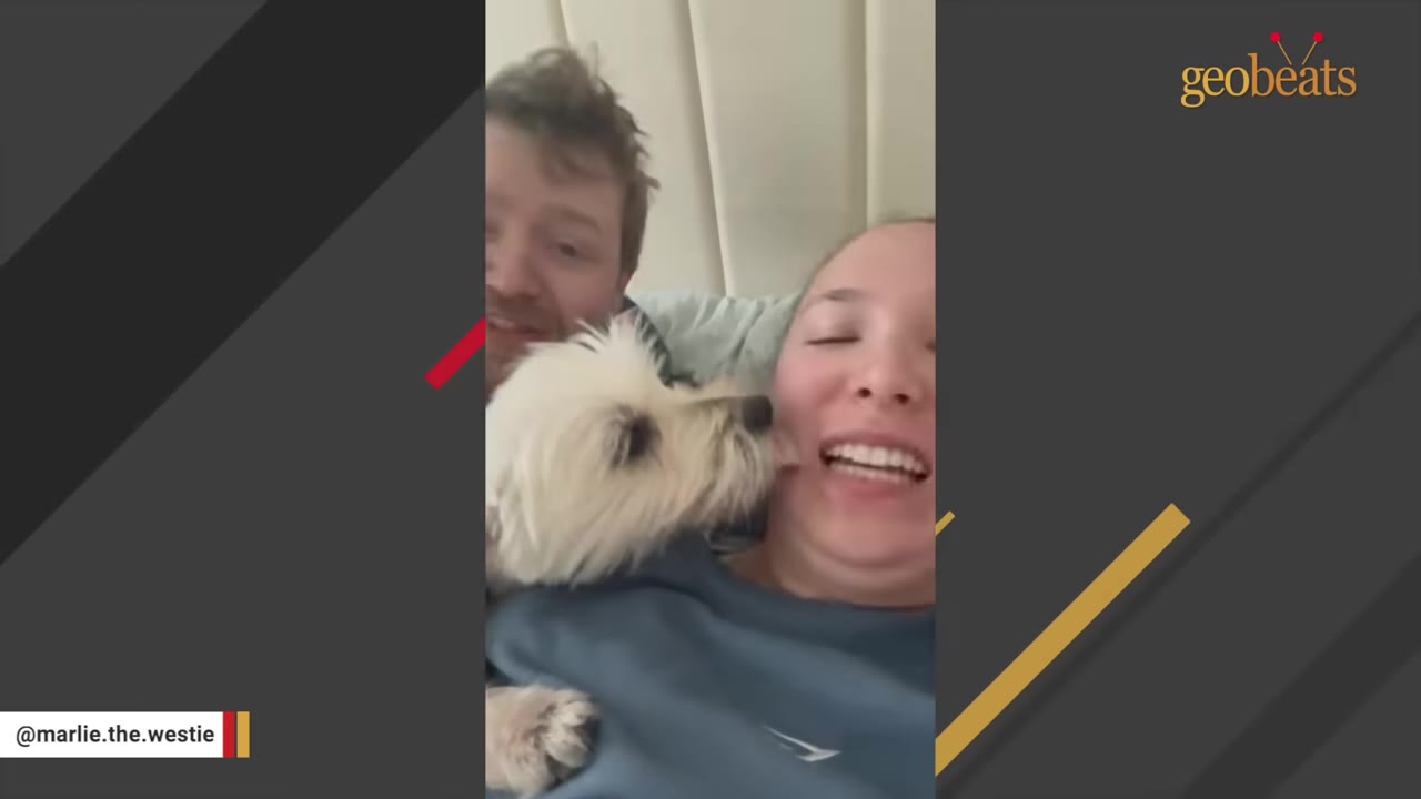 A smiling woman and a man lying in bed as a small white dog licks the woman's cheek.