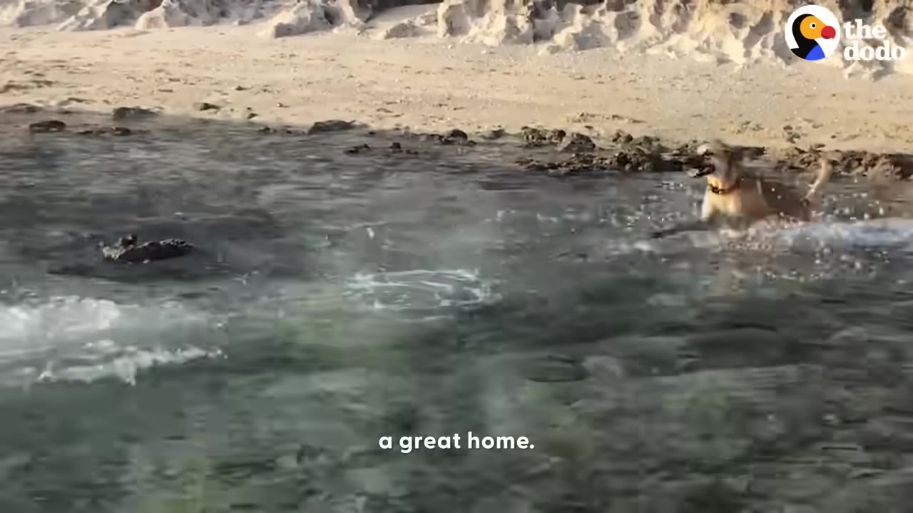 A light brown dog wearing a collar splashes happily in the shallow water near a sandy beach.