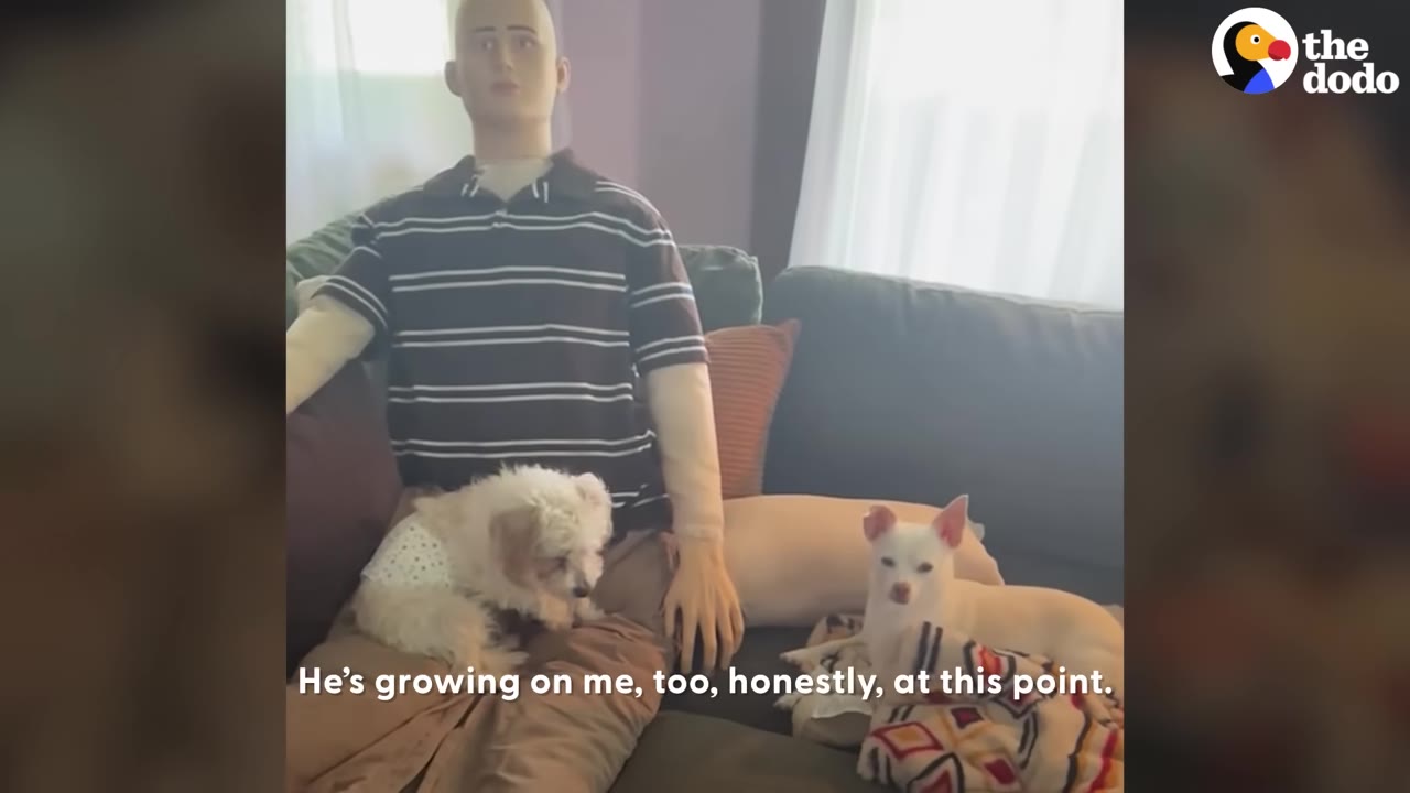 A male mannequin wearing a striped shirt sits on a couch with a small white fluffy dog on its lap and a small white chihuahua resting nearby.