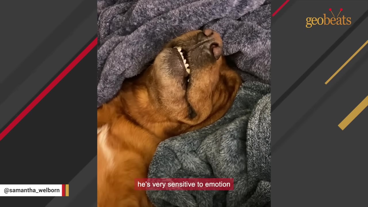 A brown dog lies on its back, snuggled under a grey blanket, showing its teeth in a relaxed, sleeping expression.