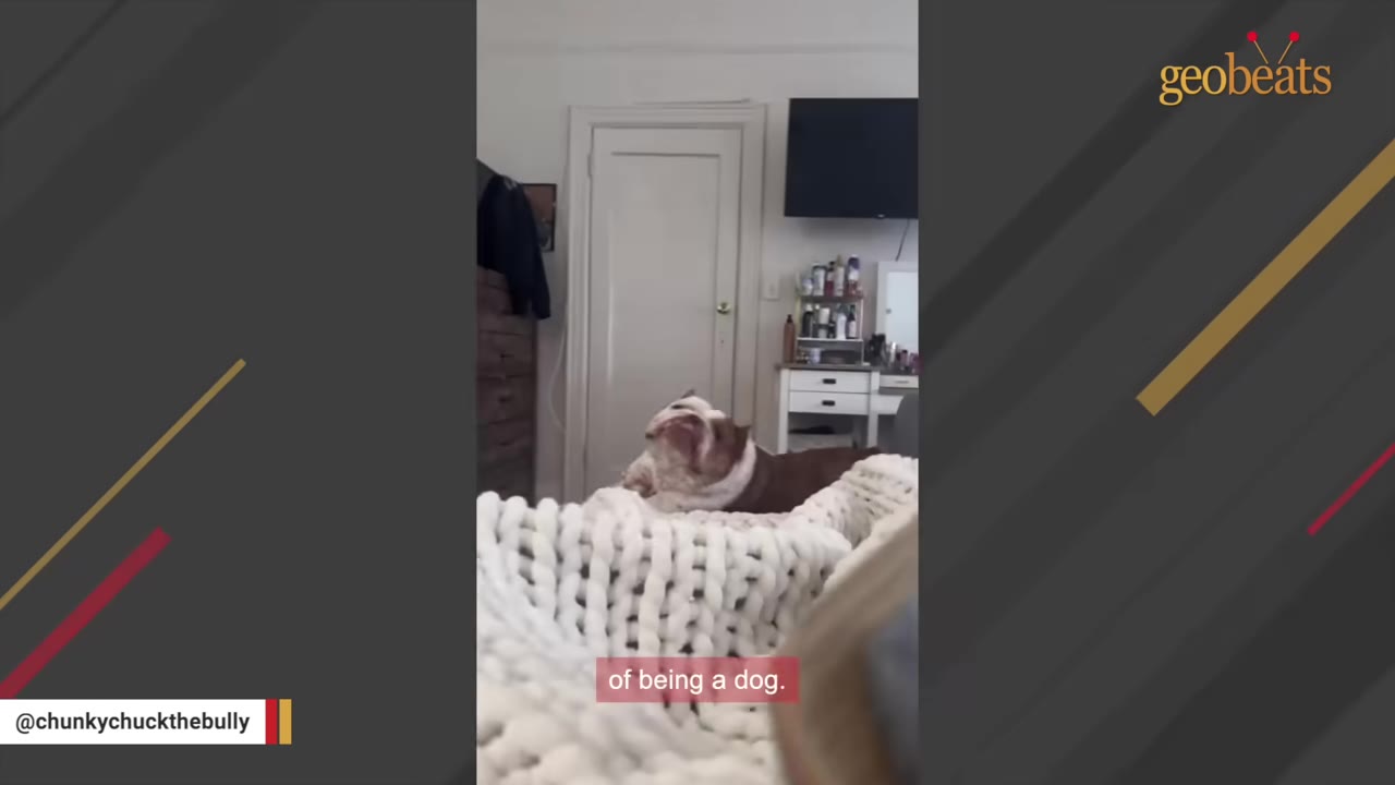 A brown and white bulldog sits behind a white knit blanket in a bedroom, looking up alertly.
