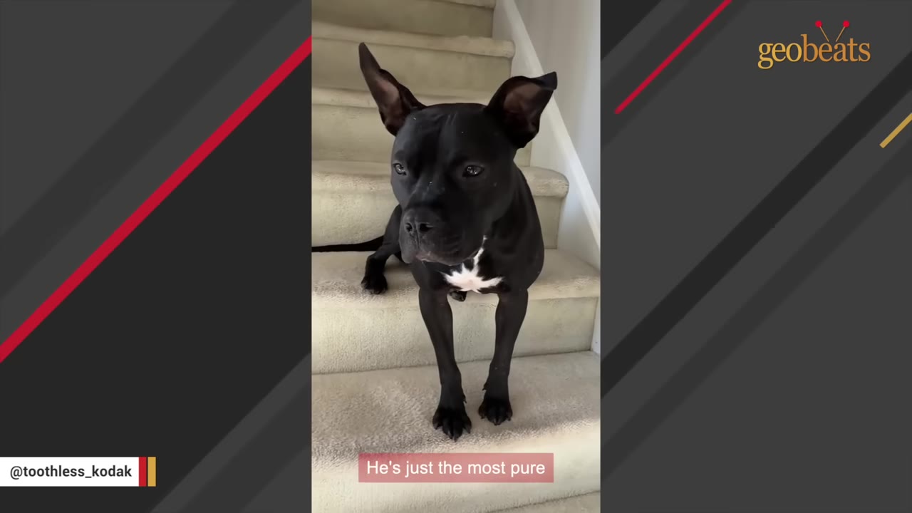 A black dog with large, perked-up ears and a white patch on its chest stands on carpeted stairs, looking directly at the camera.