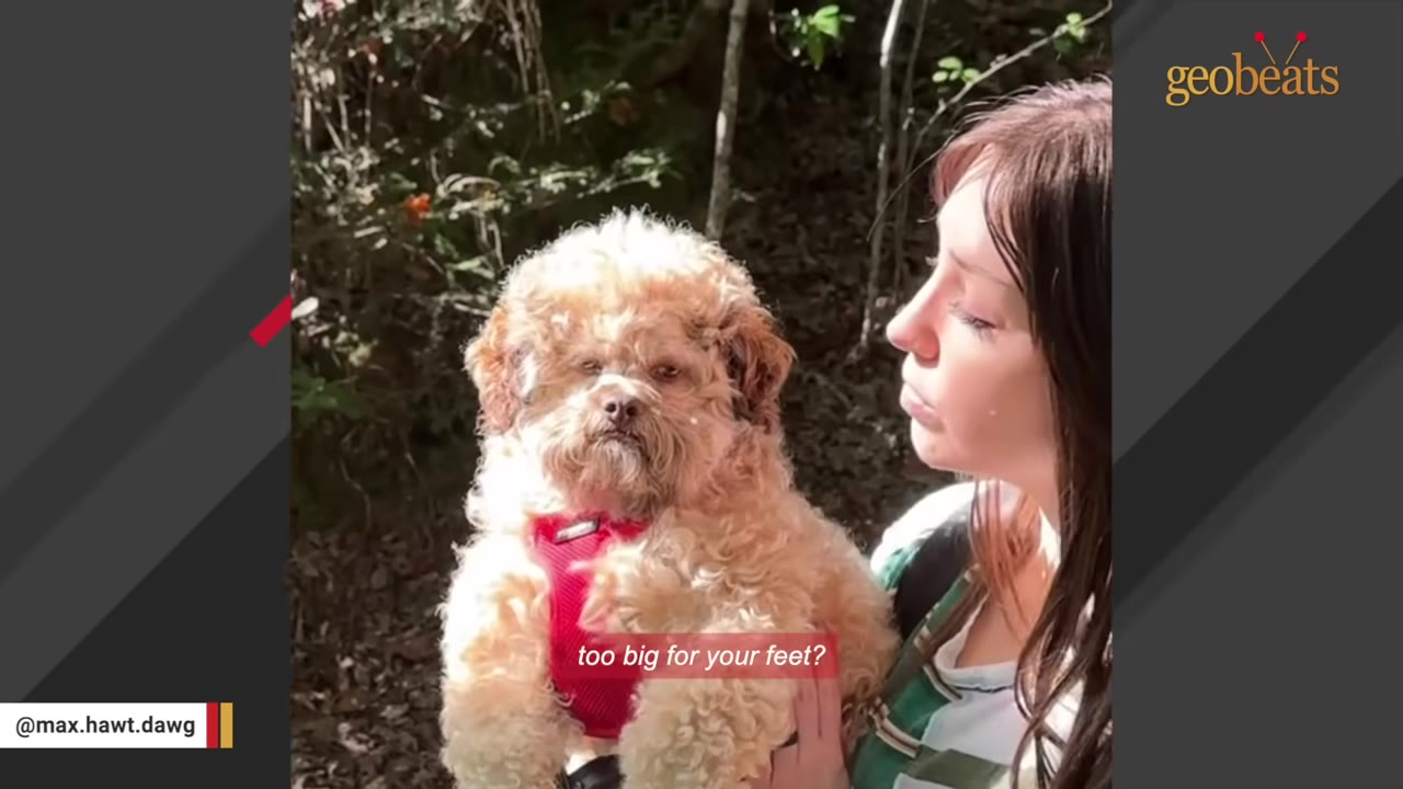 A fluffy, light brown dog wearing a red harness is being carried by a woman outdoors in a wooded area.