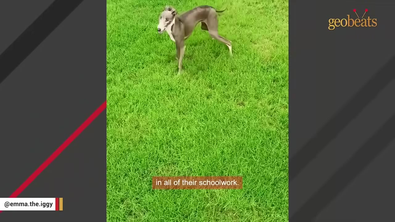 A grey Italian Greyhound standing on a lush green lawn, looking towards the left.