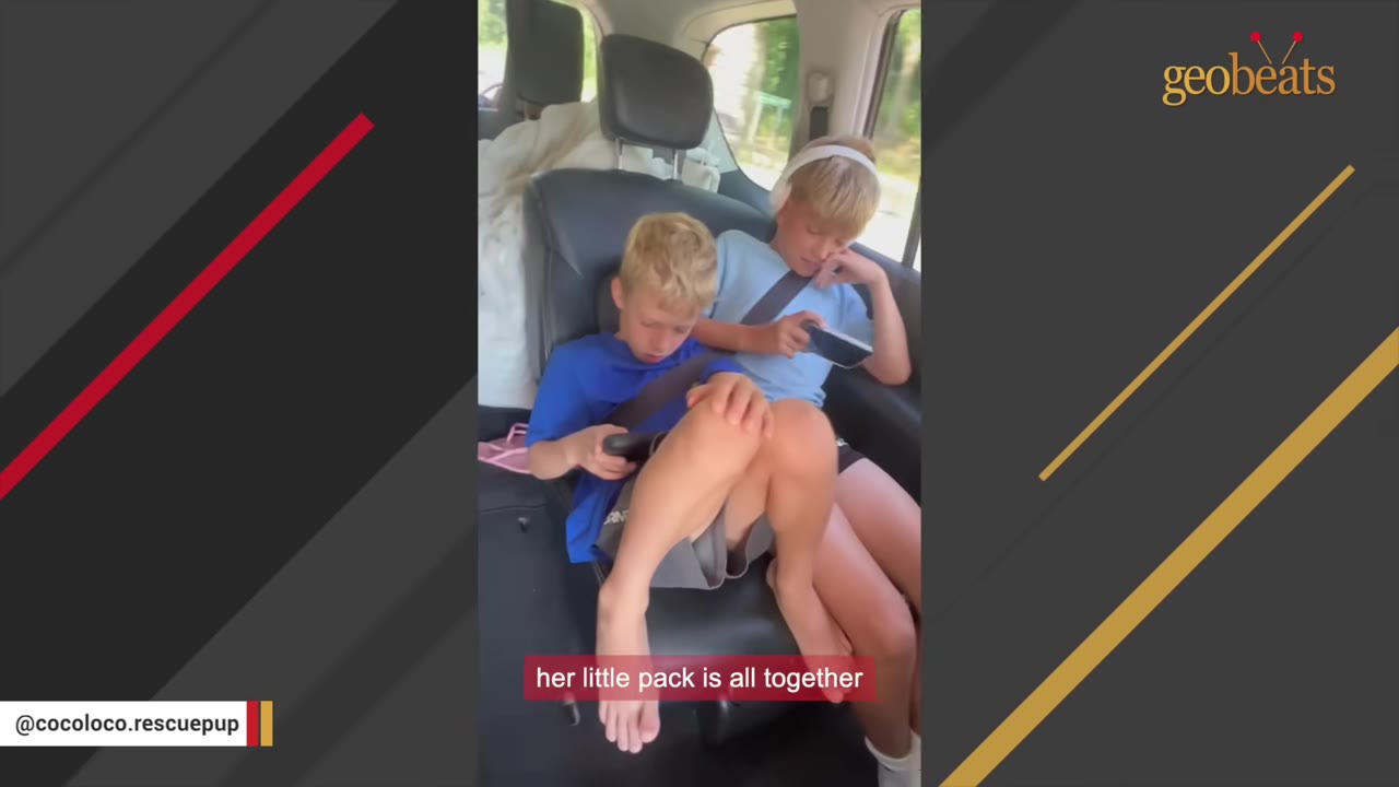 Two young boys sitting next to each other in the back seat of a car, looking down at their phones.