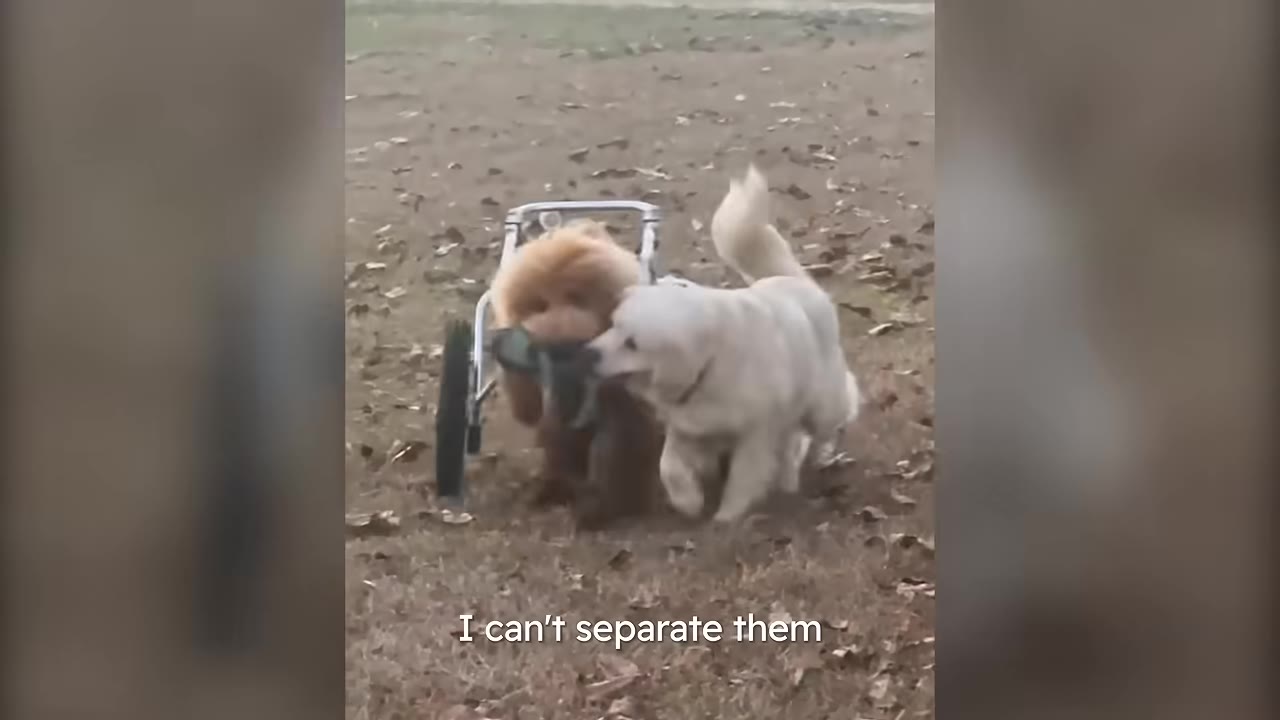A fluffy white dog walks alongside a brown dog in a wheeled cart, holding a strap in its mouth to guide it across a grassy field.