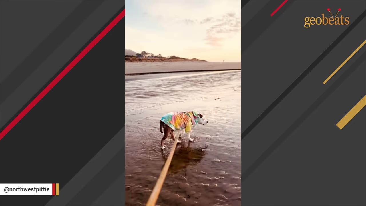A dog wearing a colorful tie-dye hoodie walks on a leash along a wet, sandy beach during sunset.