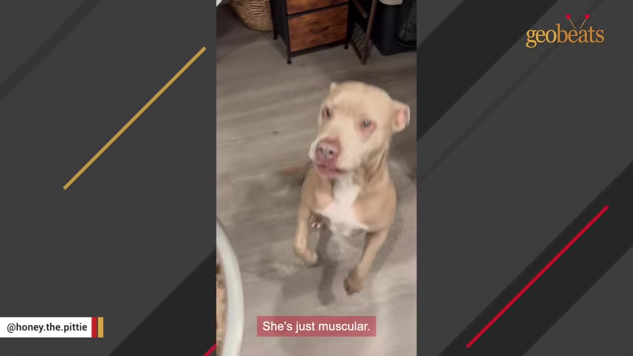 A light brown pit bull stands on its hind legs on a wooden floor, looking up with a caption that reads 'She's just muscular.'